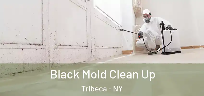 Black Mold Clean Up Tribeca - NY