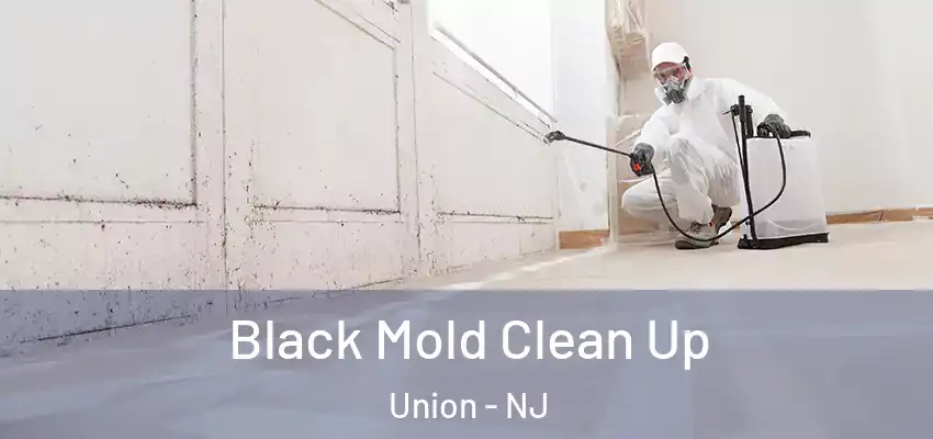 Black Mold Clean Up Union - NJ