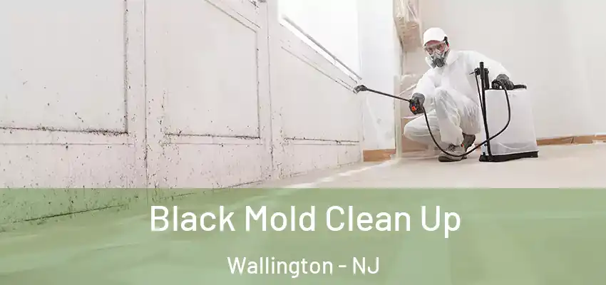 Black Mold Clean Up Wallington - NJ