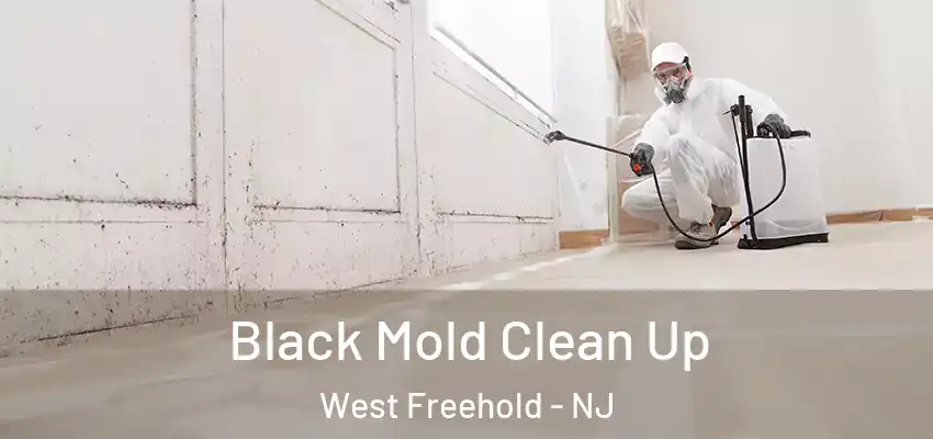 Black Mold Clean Up West Freehold - NJ