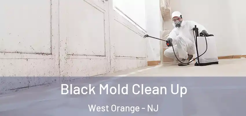  Black Mold Clean Up West Orange - NJ