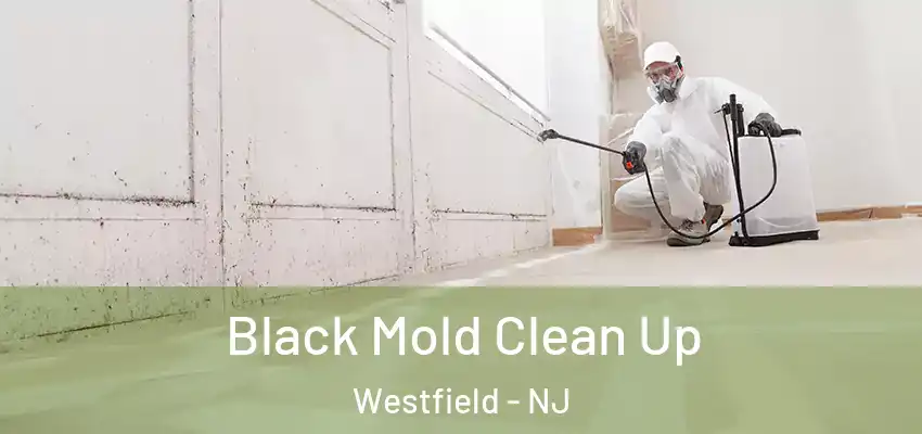 Black Mold Clean Up Westfield - NJ