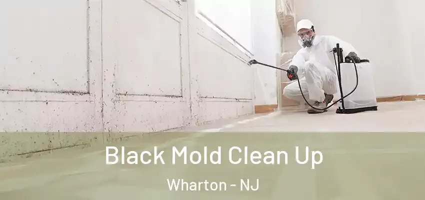  Black Mold Clean Up Wharton - NJ
