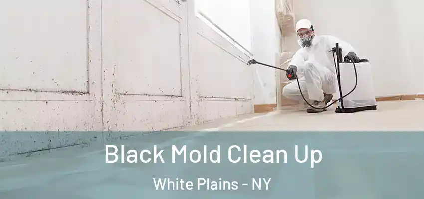  Black Mold Clean Up White Plains - NY