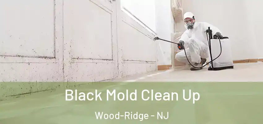 Black Mold Clean Up Wood-Ridge - NJ