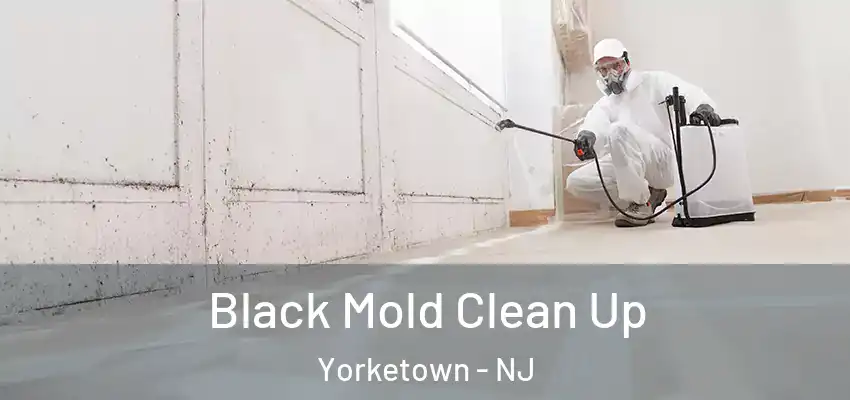 Black Mold Clean Up Yorketown - NJ
