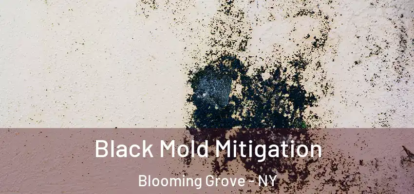 Black Mold Mitigation Blooming Grove - NY