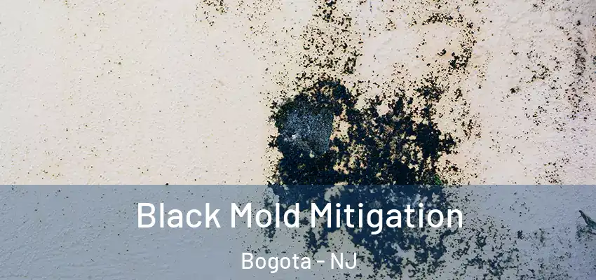  Black Mold Mitigation Bogota - NJ