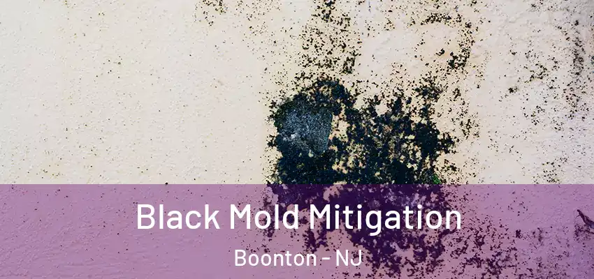  Black Mold Mitigation Boonton - NJ