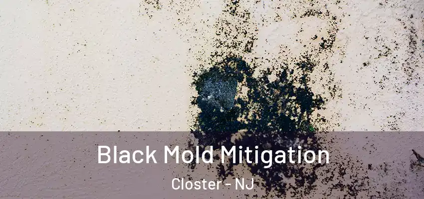 Black Mold Mitigation Closter - NJ