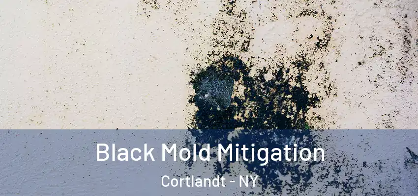  Black Mold Mitigation Cortlandt - NY
