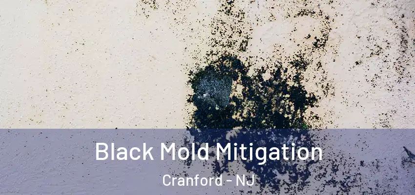  Black Mold Mitigation Cranford - NJ