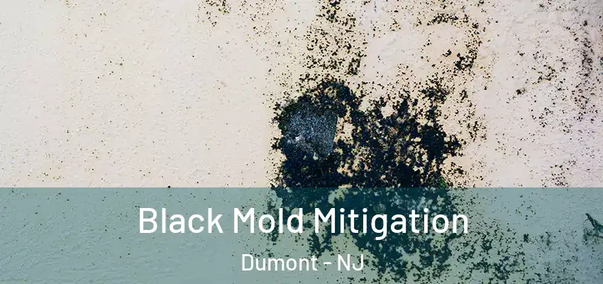 Black Mold Mitigation Dumont - NJ
