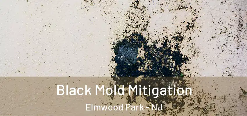 Black Mold Mitigation Elmwood Park - NJ