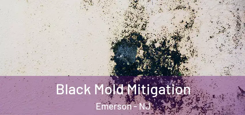 Black Mold Mitigation Emerson - NJ