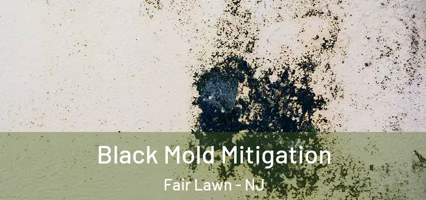 Black Mold Mitigation Fair Lawn - NJ