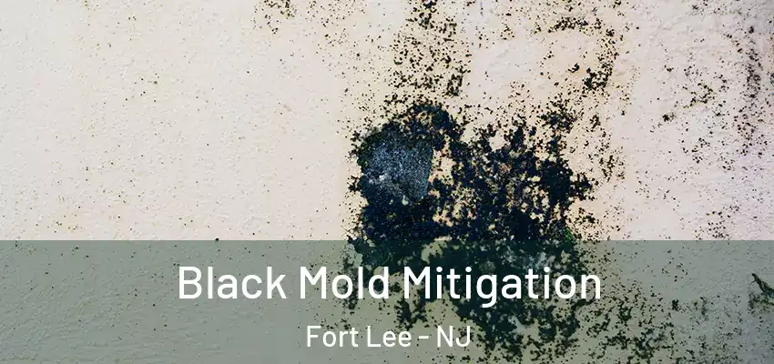 Black Mold Mitigation Fort Lee - NJ