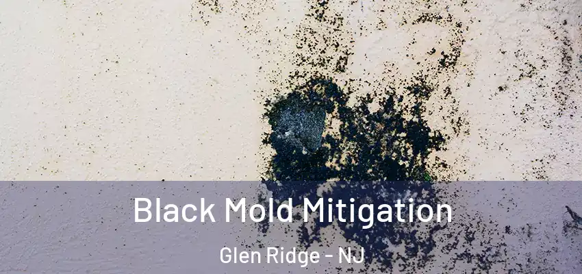  Black Mold Mitigation Glen Ridge - NJ