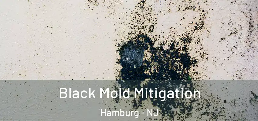  Black Mold Mitigation Hamburg - NJ