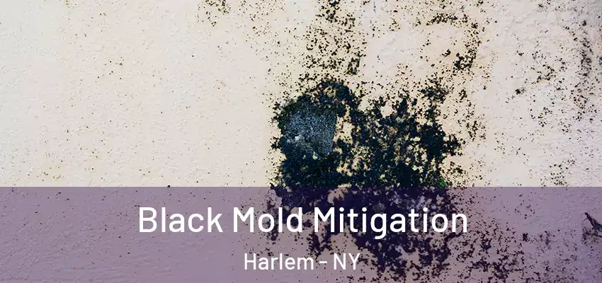 Black Mold Mitigation Harlem - NY