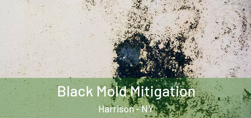 Black Mold Mitigation Harrison - NY