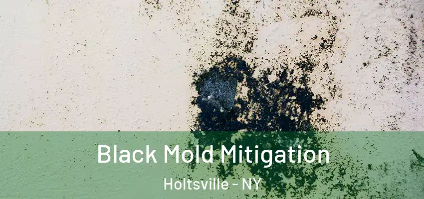 Black Mold Mitigation Holtsville - NY