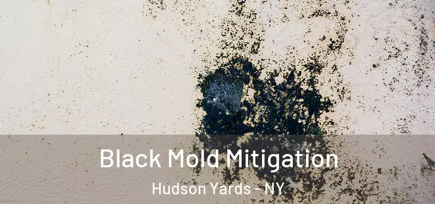  Black Mold Mitigation Hudson Yards - NY