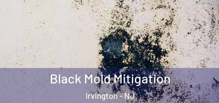  Black Mold Mitigation Irvington - NJ