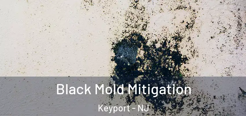 Black Mold Mitigation Keyport - NJ