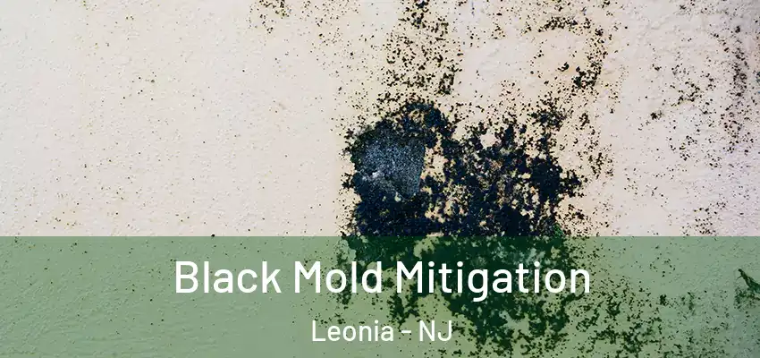 Black Mold Mitigation Leonia - NJ