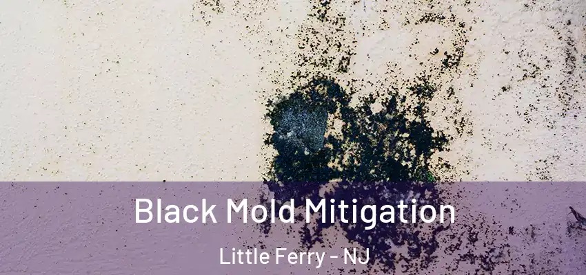  Black Mold Mitigation Little Ferry - NJ