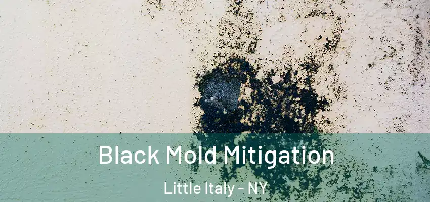 Black Mold Mitigation Little Italy - NY