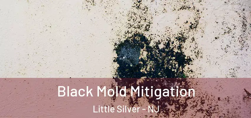 Black Mold Mitigation Little Silver - NJ