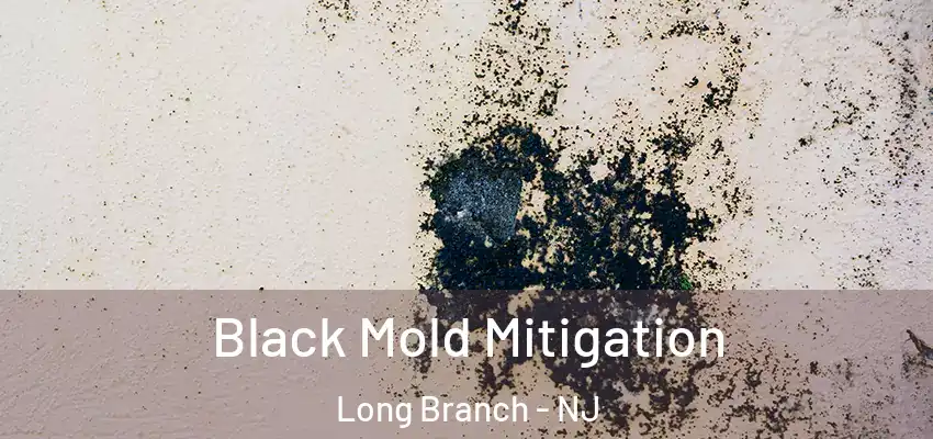  Black Mold Mitigation Long Branch - NJ