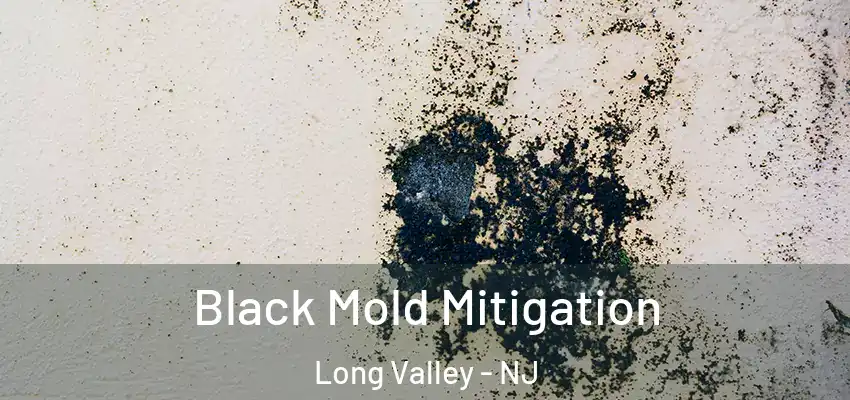 Black Mold Mitigation Long Valley - NJ