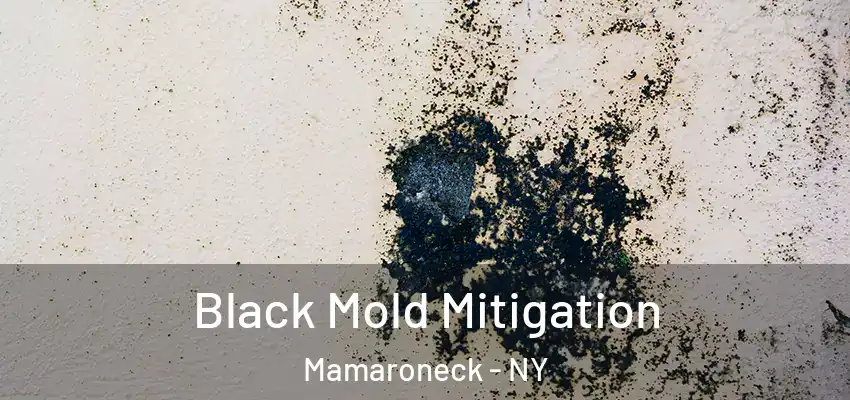  Black Mold Mitigation Mamaroneck - NY