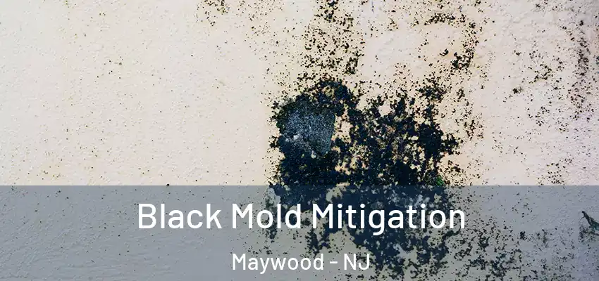  Black Mold Mitigation Maywood - NJ