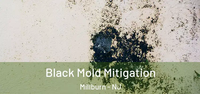 Black Mold Mitigation Millburn - NJ