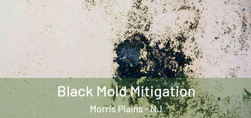  Black Mold Mitigation Morris Plains - NJ