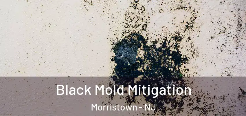 Black Mold Mitigation Morristown - NJ