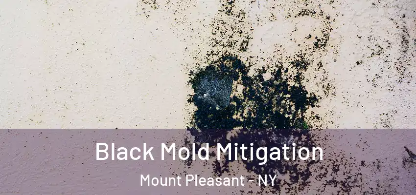 Black Mold Mitigation Mount Pleasant - NY