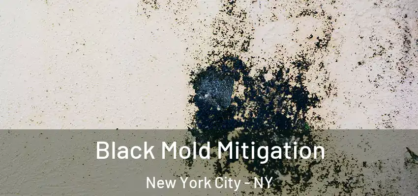 Black Mold Mitigation New York City - NY
