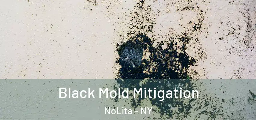  Black Mold Mitigation NoLita - NY