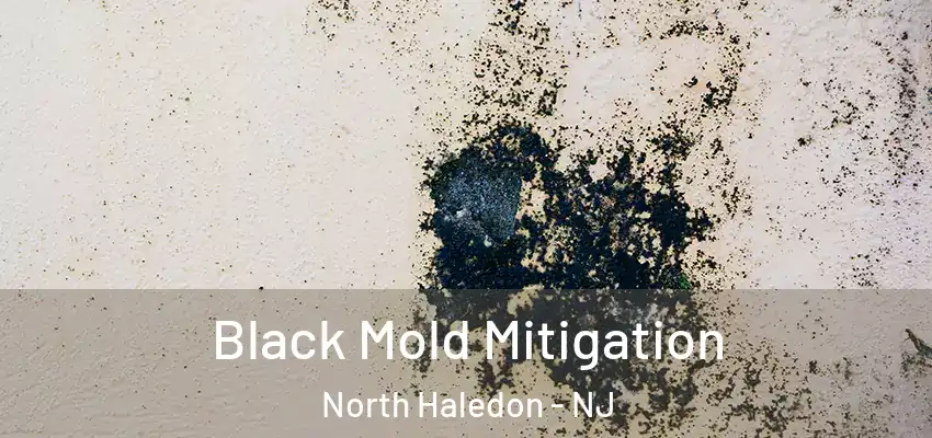  Black Mold Mitigation North Haledon - NJ