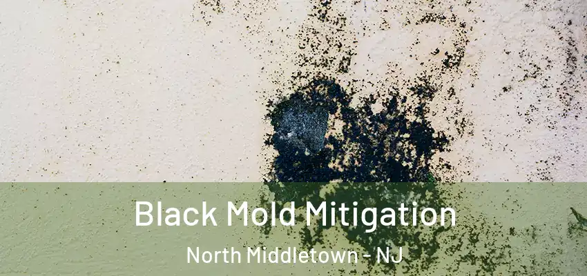  Black Mold Mitigation North Middletown - NJ
