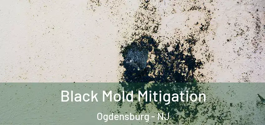 Black Mold Mitigation Ogdensburg - NJ