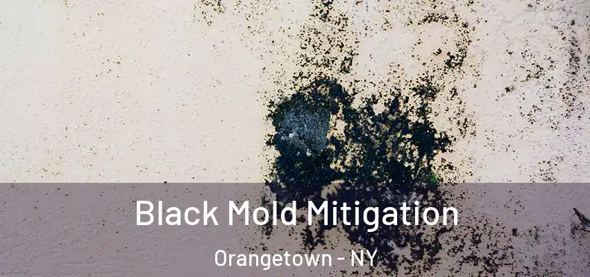 Black Mold Mitigation Orangetown - NY