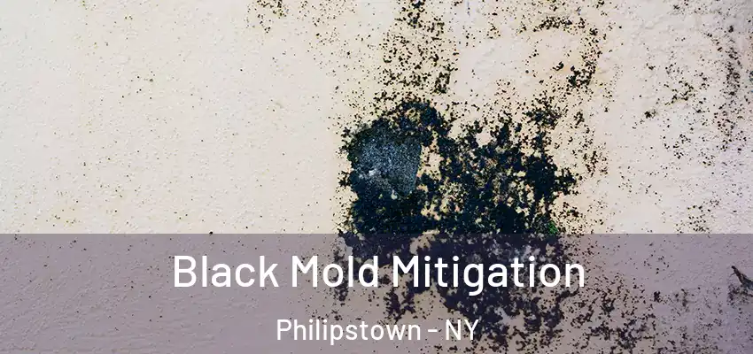  Black Mold Mitigation Philipstown - NY