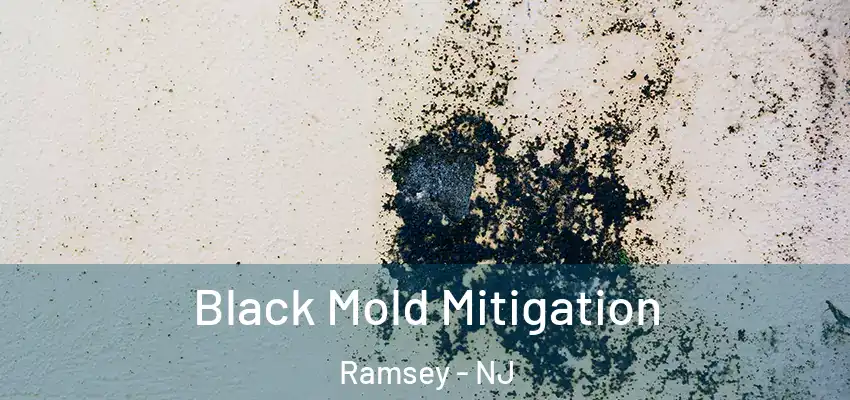 Black Mold Mitigation Ramsey - NJ