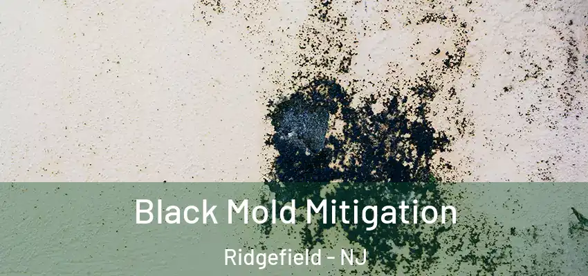  Black Mold Mitigation Ridgefield - NJ